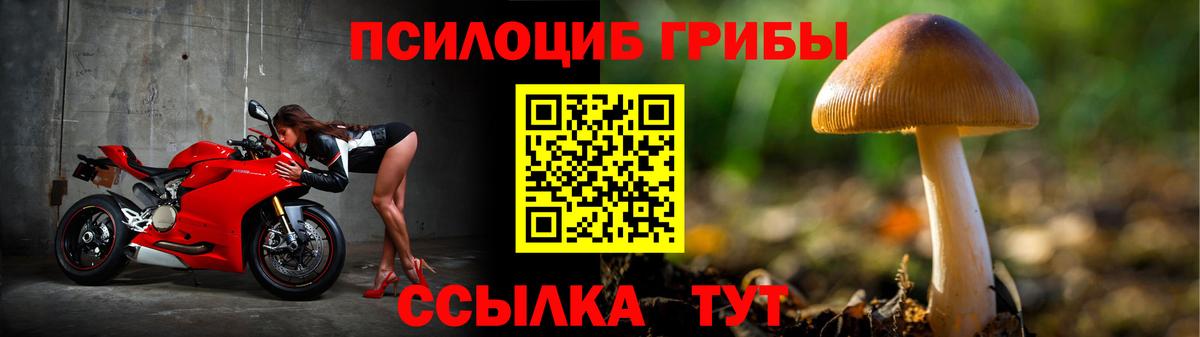 Псилоцибиновые грибы Cubensis Строитель